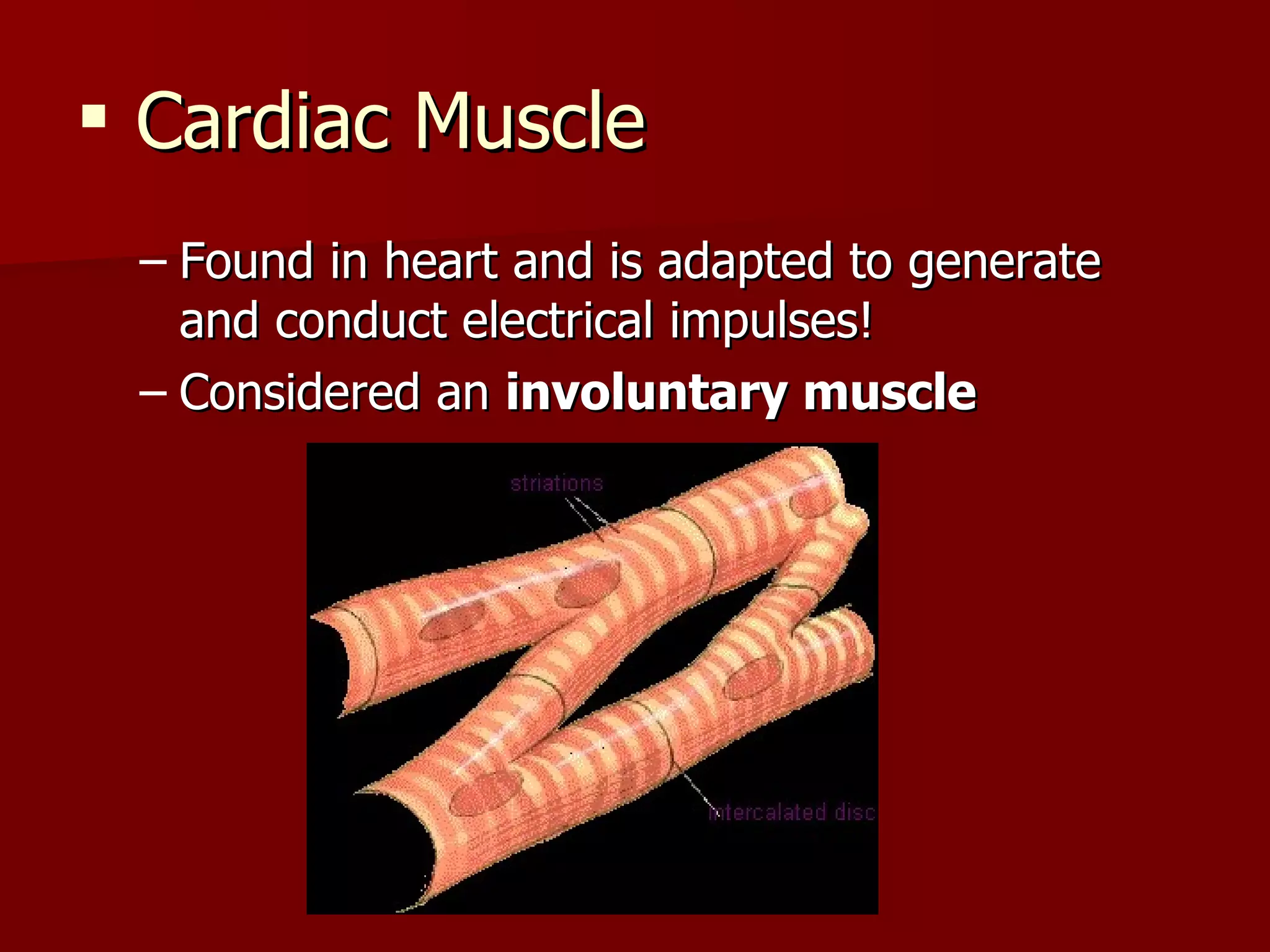 Cardiac Muscle Found in heart and is adapted to generate and conduct electrical impulses! Considered an  involuntary muscle 
