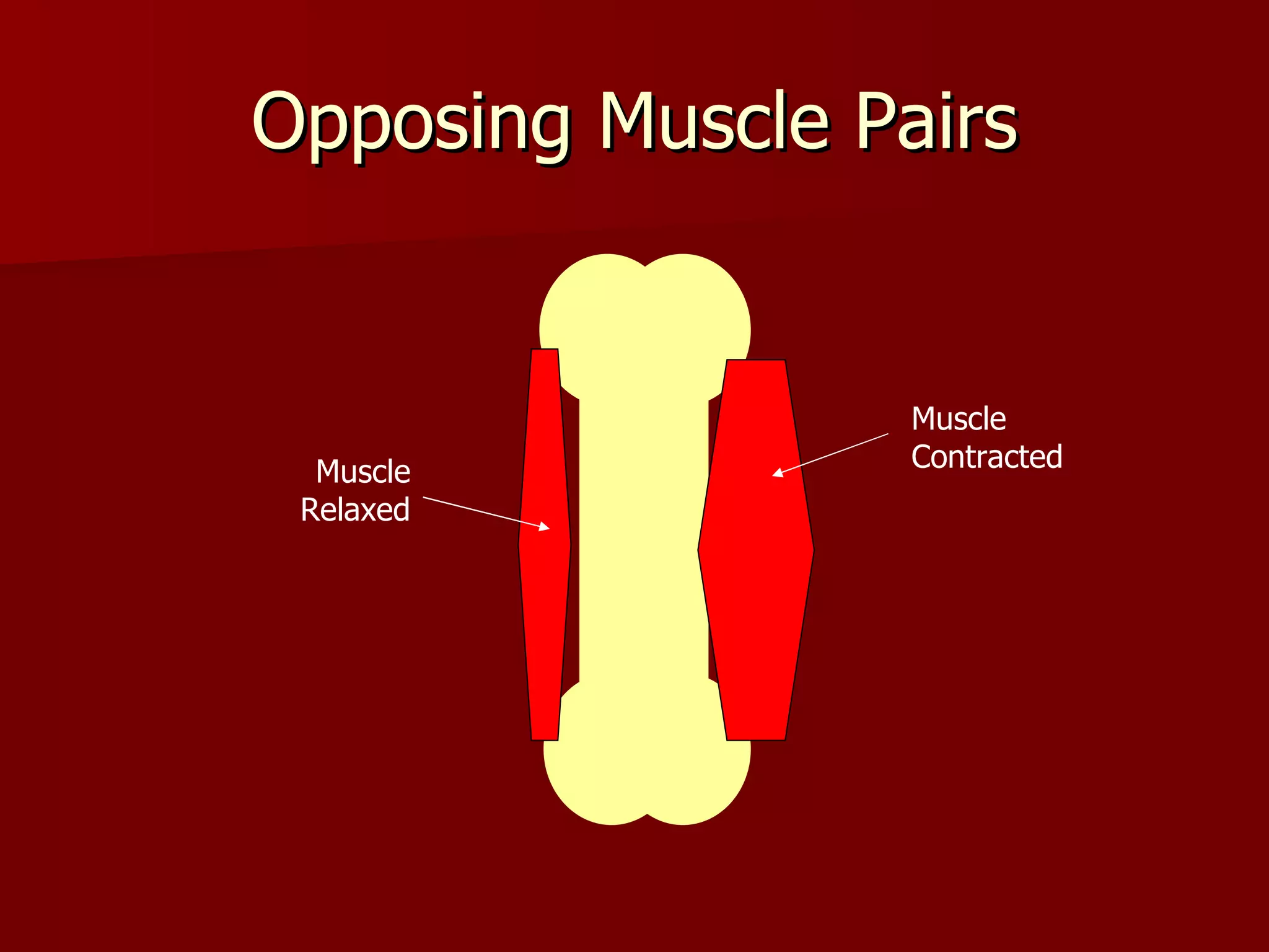 Opposing Muscle Pairs Muscle Contracted Muscle Relaxed 