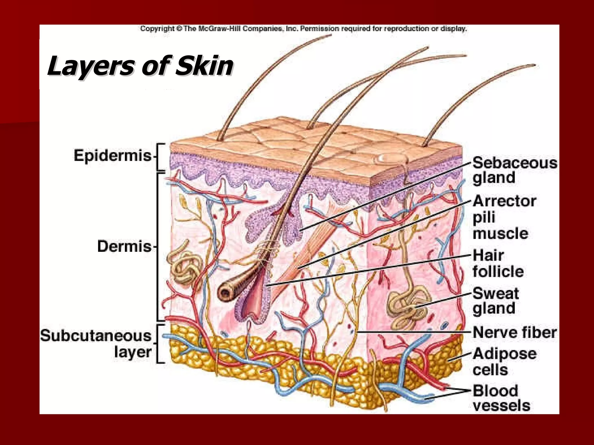 Layers of Skin 
