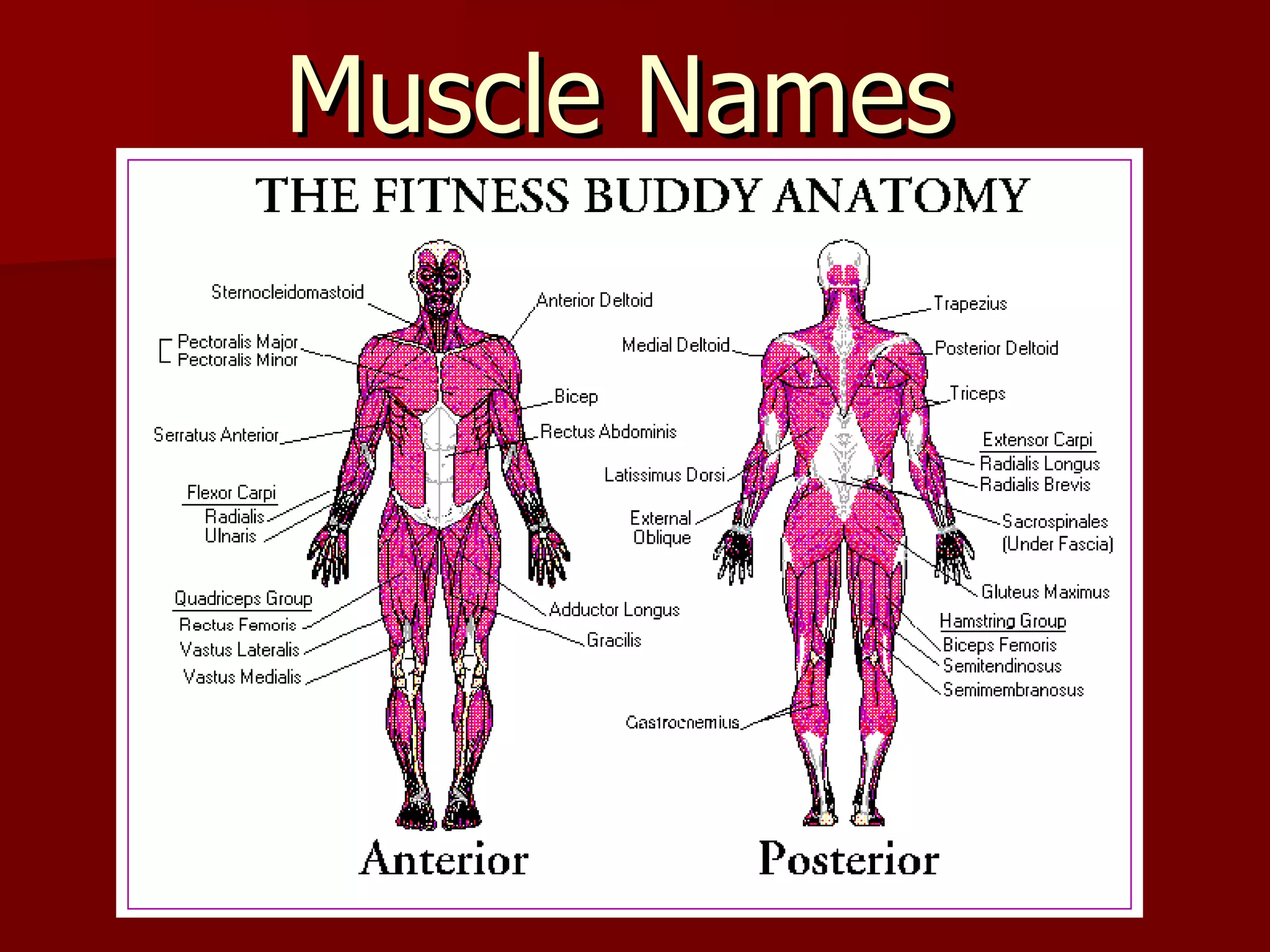 Muscle Names  