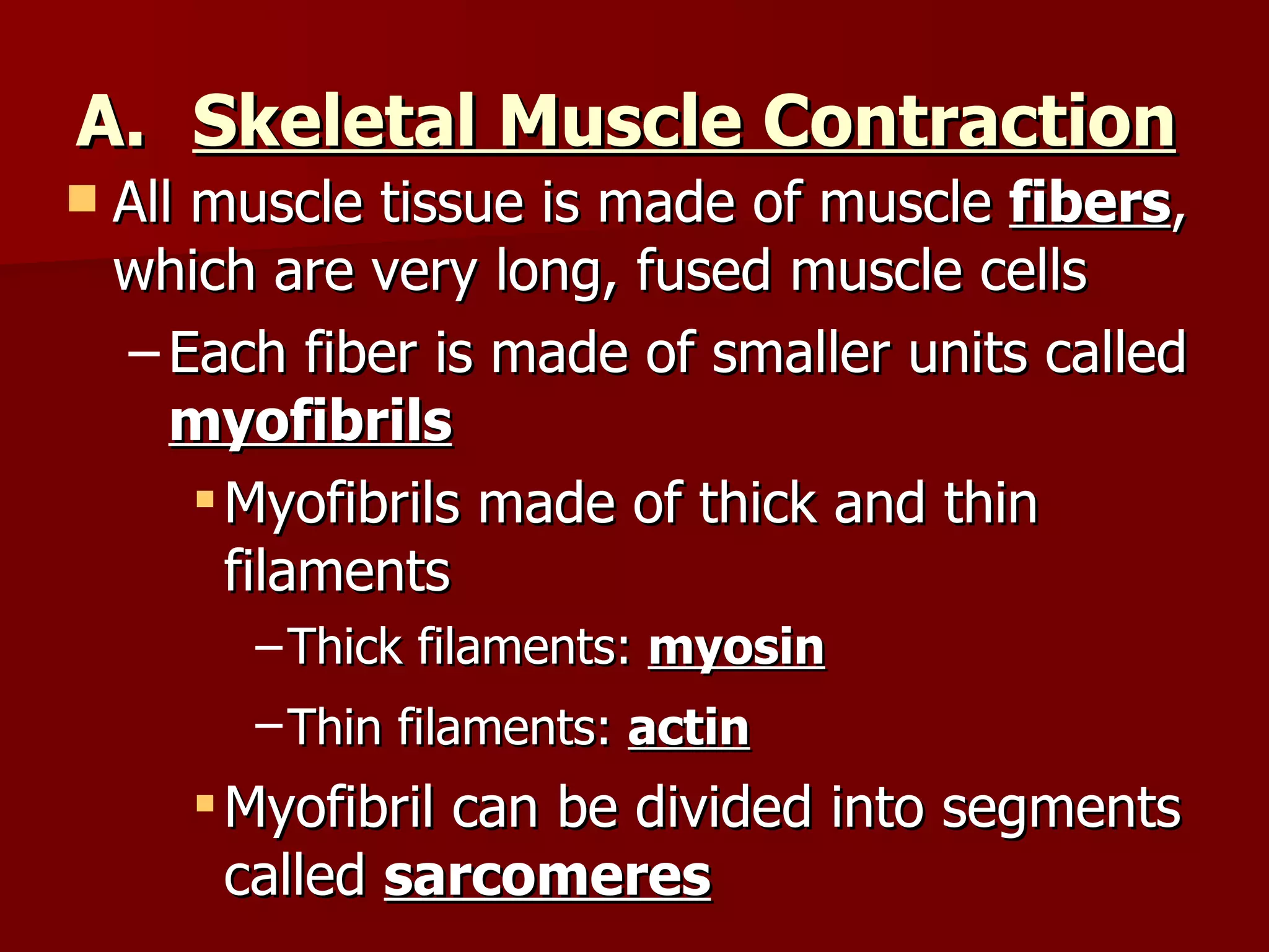 Skeletal Muscle Contraction All muscle tissue is made of muscle  fibers , which are very long, fused muscle cells Each fiber is made of smaller units called  myofibrils Myofibrils made of thick and thin filaments Thick filaments:  myosin Thin filaments:  actin   Myofibril can be divided into segments called  sarcomeres 
