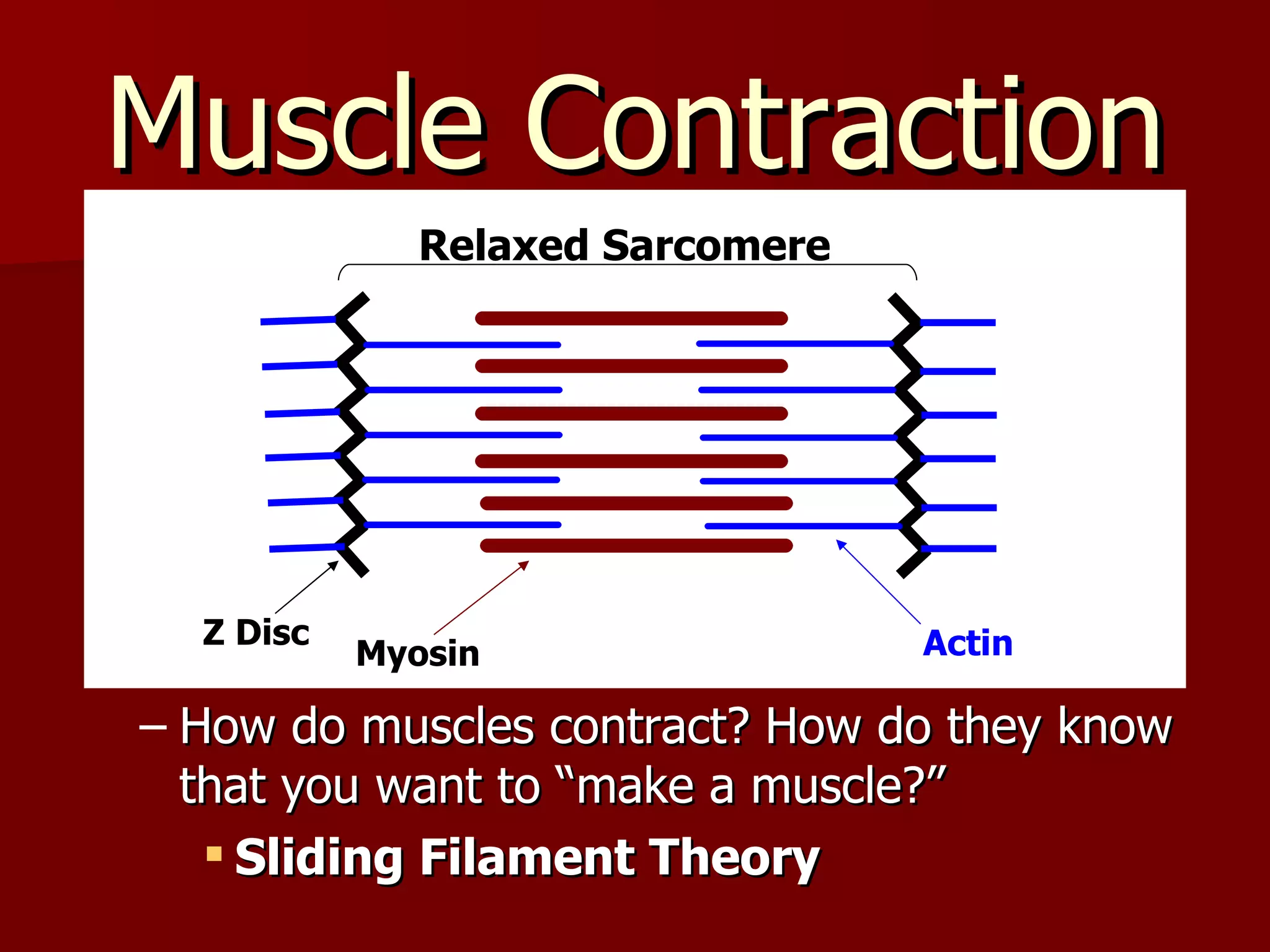 Muscle Contraction How do muscles contract? How do they know that you want to “make a muscle?” Sliding Filament Theory Actin Myosin Relaxed Sarcomere Z Disc 