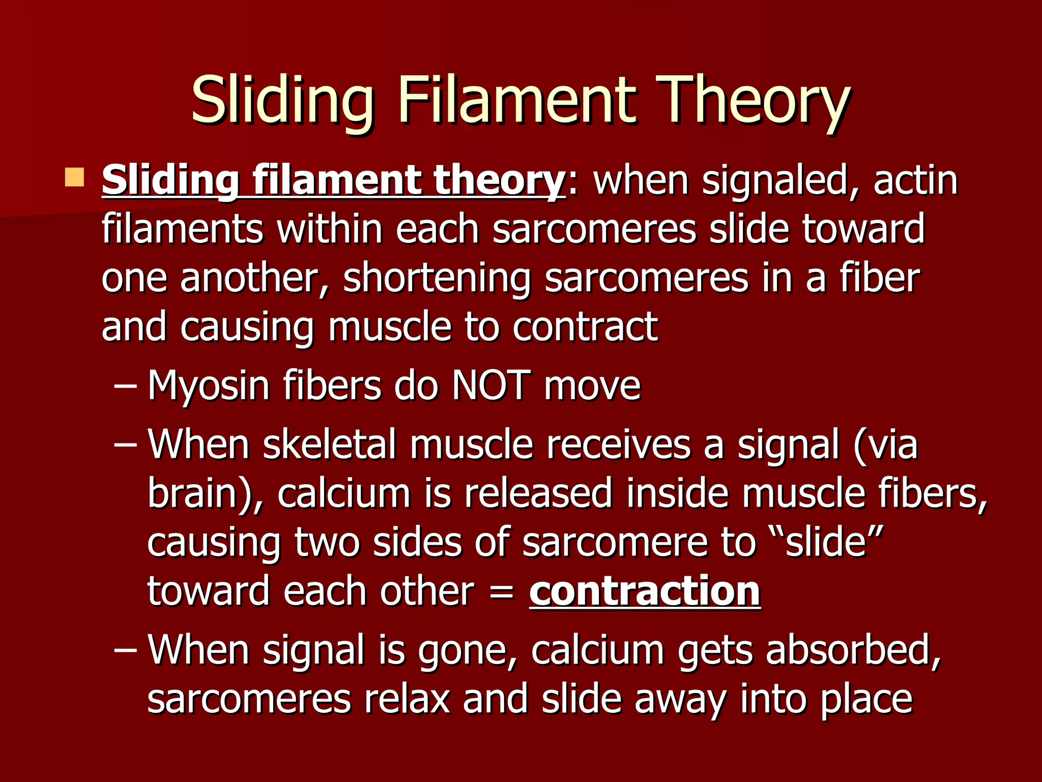Sliding Filament Theory Sliding filament theory : when signaled, actin filaments within each sarcomeres slide toward one another, shortening sarcomeres in a fiber and causing muscle to contract Myosin fibers do NOT move When skeletal muscle receives a signal (via brain), calcium is released inside muscle fibers, causing two sides of sarcomere to “slide” toward each other =  contraction When signal is gone, calcium gets absorbed, sarcomeres relax and slide away into place 