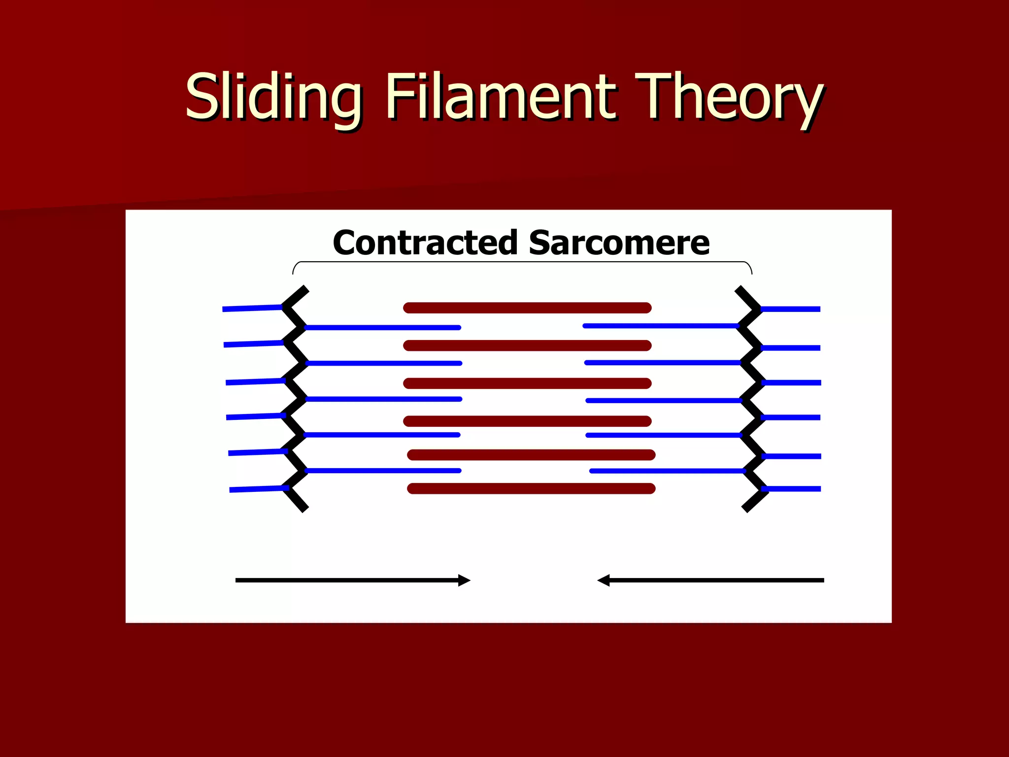Sliding Filament Theory Contracted Sarcomere 