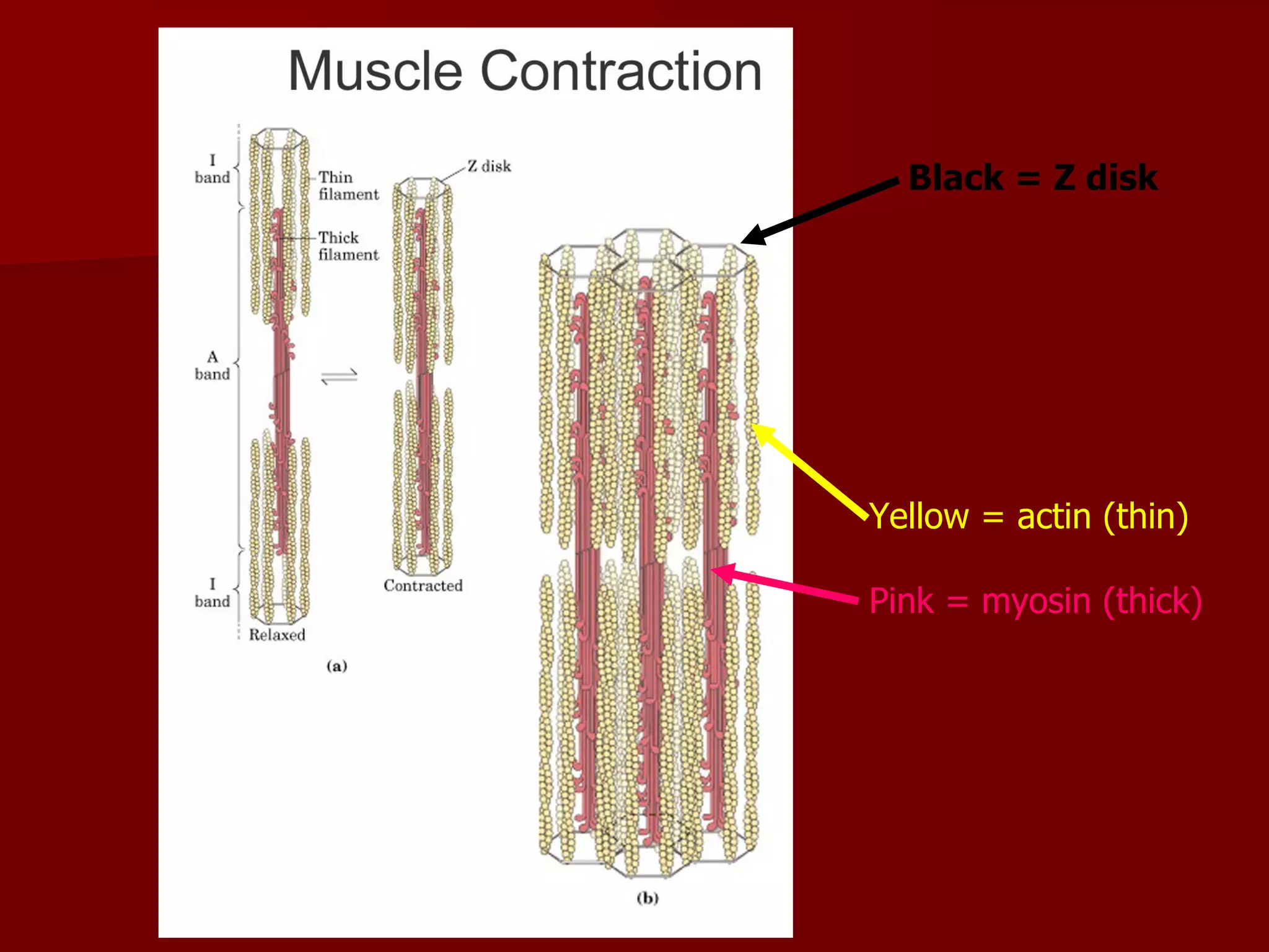 Yellow = actin (thin) Pink = myosin (thick) Black = Z disk 