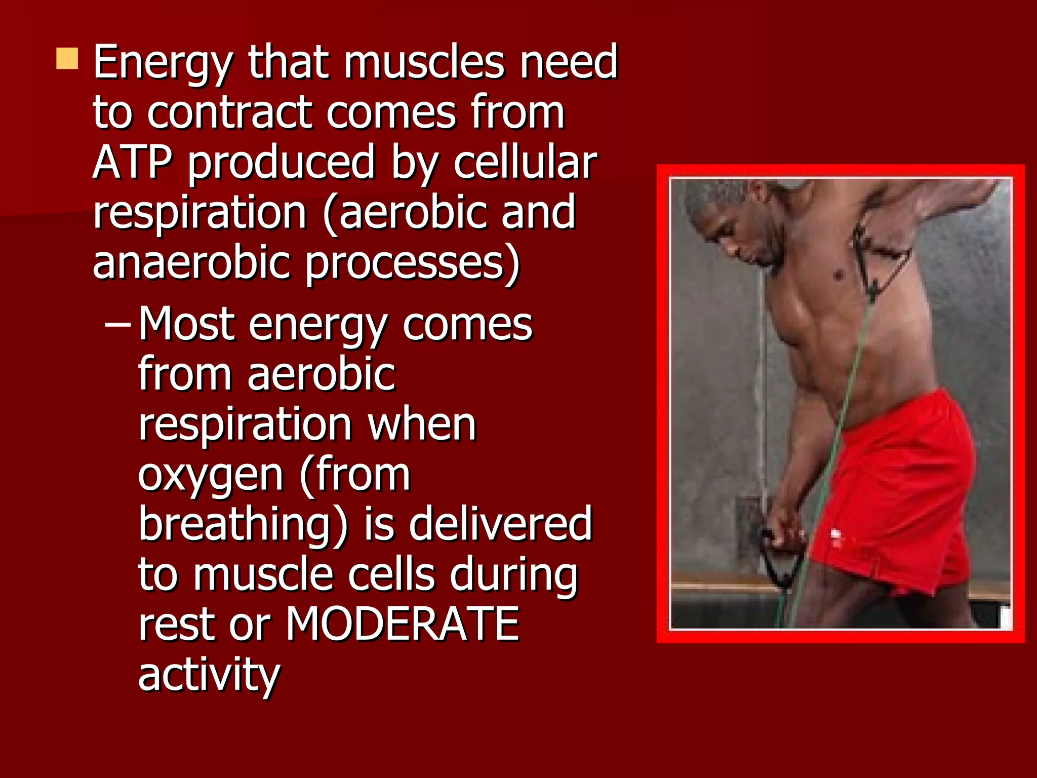 Energy that muscles need to contract comes from ATP produced by cellular respiration (aerobic and anaerobic processes) Most energy comes from aerobic respiration when oxygen (from breathing) is delivered to muscle cells during rest or MODERATE activity 