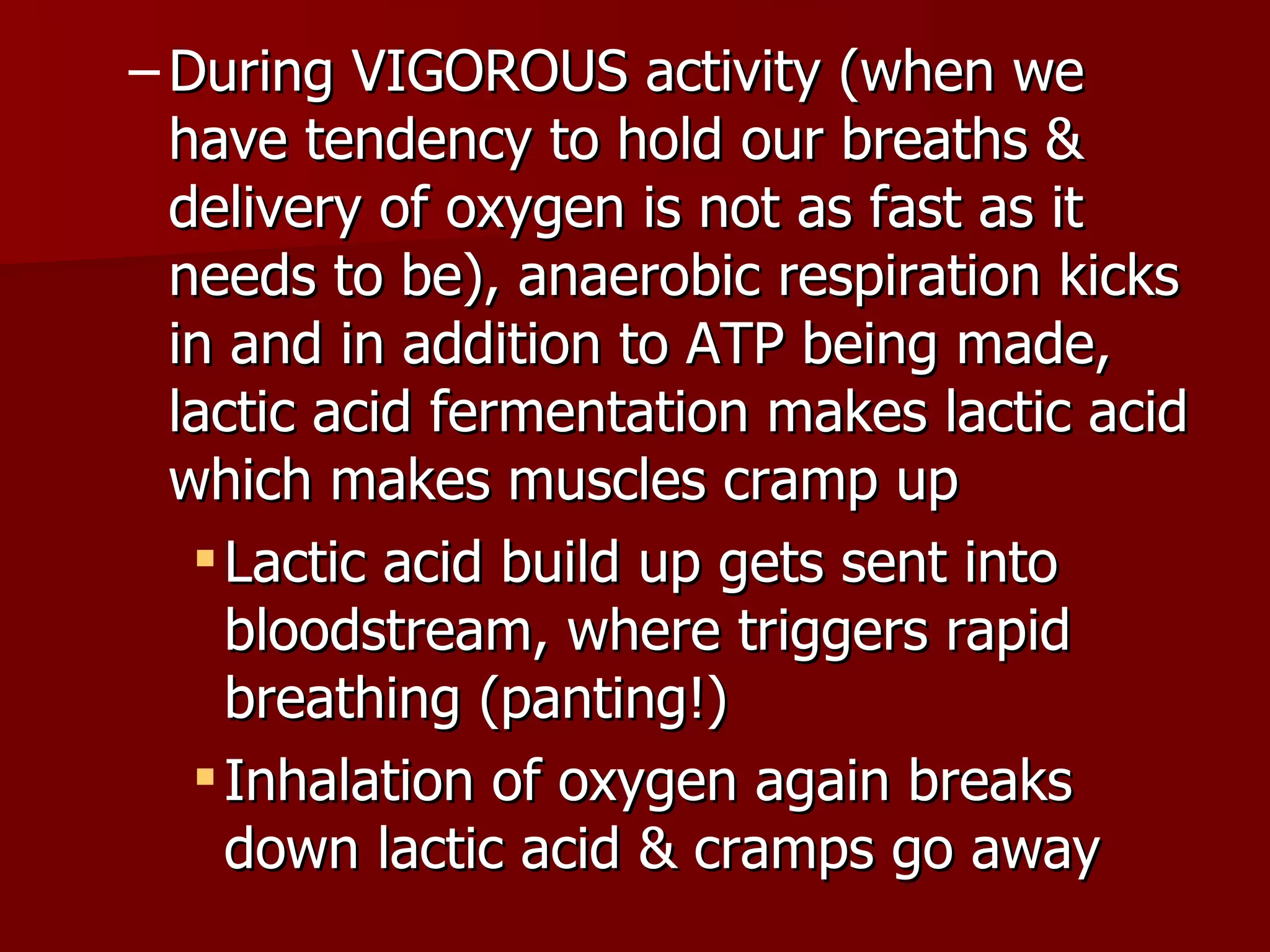 During VIGOROUS activity (when we have tendency to hold our breaths & delivery of oxygen is not as fast as it needs to be), anaerobic respiration kicks in and in addition to ATP being made, lactic acid fermentation makes lactic acid which makes muscles cramp up Lactic acid build up gets sent into bloodstream, where triggers rapid breathing (panting!) Inhalation of oxygen again breaks down lactic acid & cramps go away 
