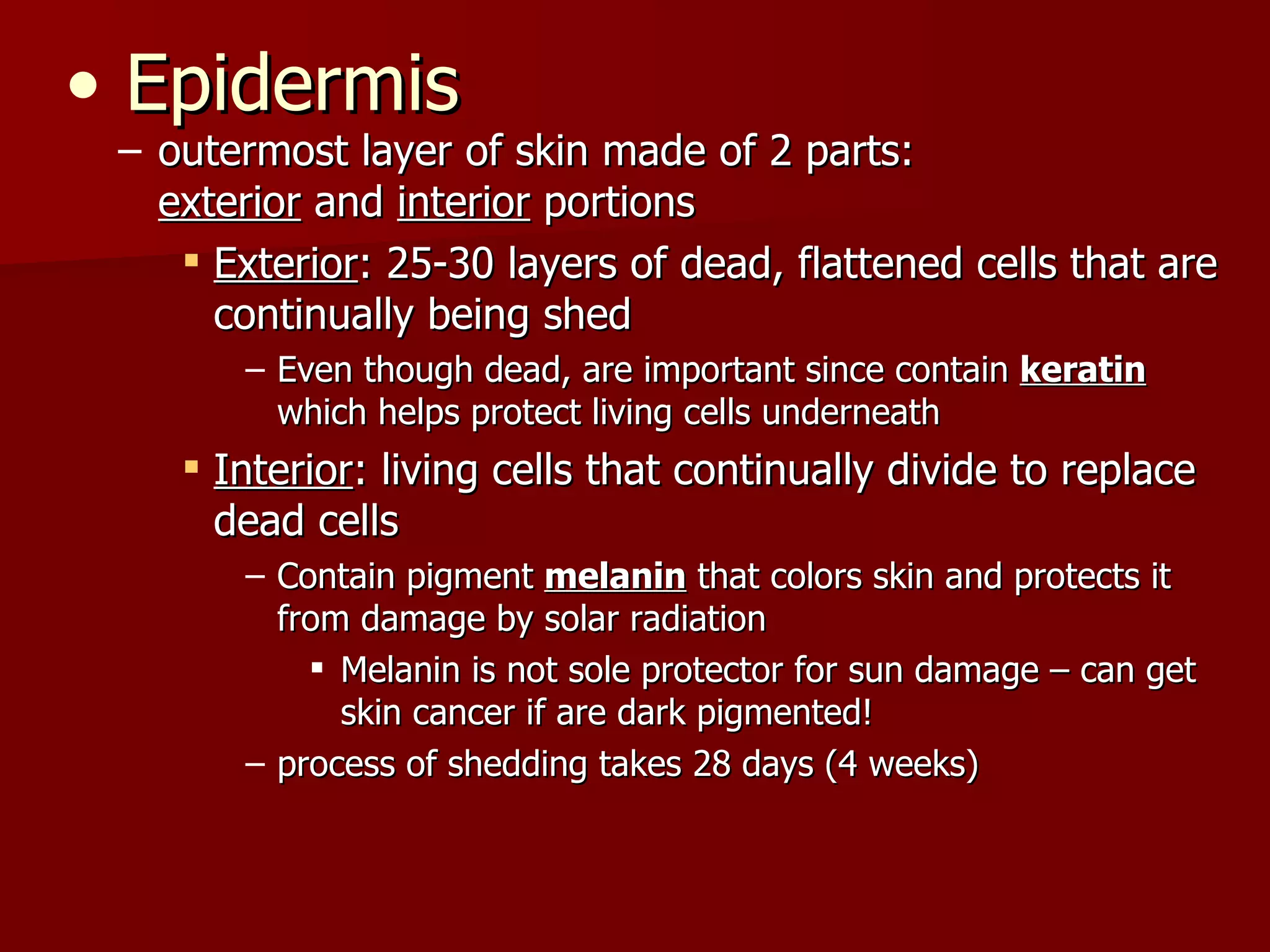 Epidermis outermost layer of skin made of 2 parts:  exterior  and  interior  portions Exterior : 25-30 layers of dead, flattened cells that are continually being shed Even though dead, are important since contain  keratin  which helps protect living cells underneath Interior : living cells that continually divide to replace dead cells Contain pigment  melanin  that colors skin and protects it from damage by solar radiation Melanin is not sole protector for sun damage – can get skin cancer if are dark pigmented! process of shedding takes 28 days (4 weeks) 