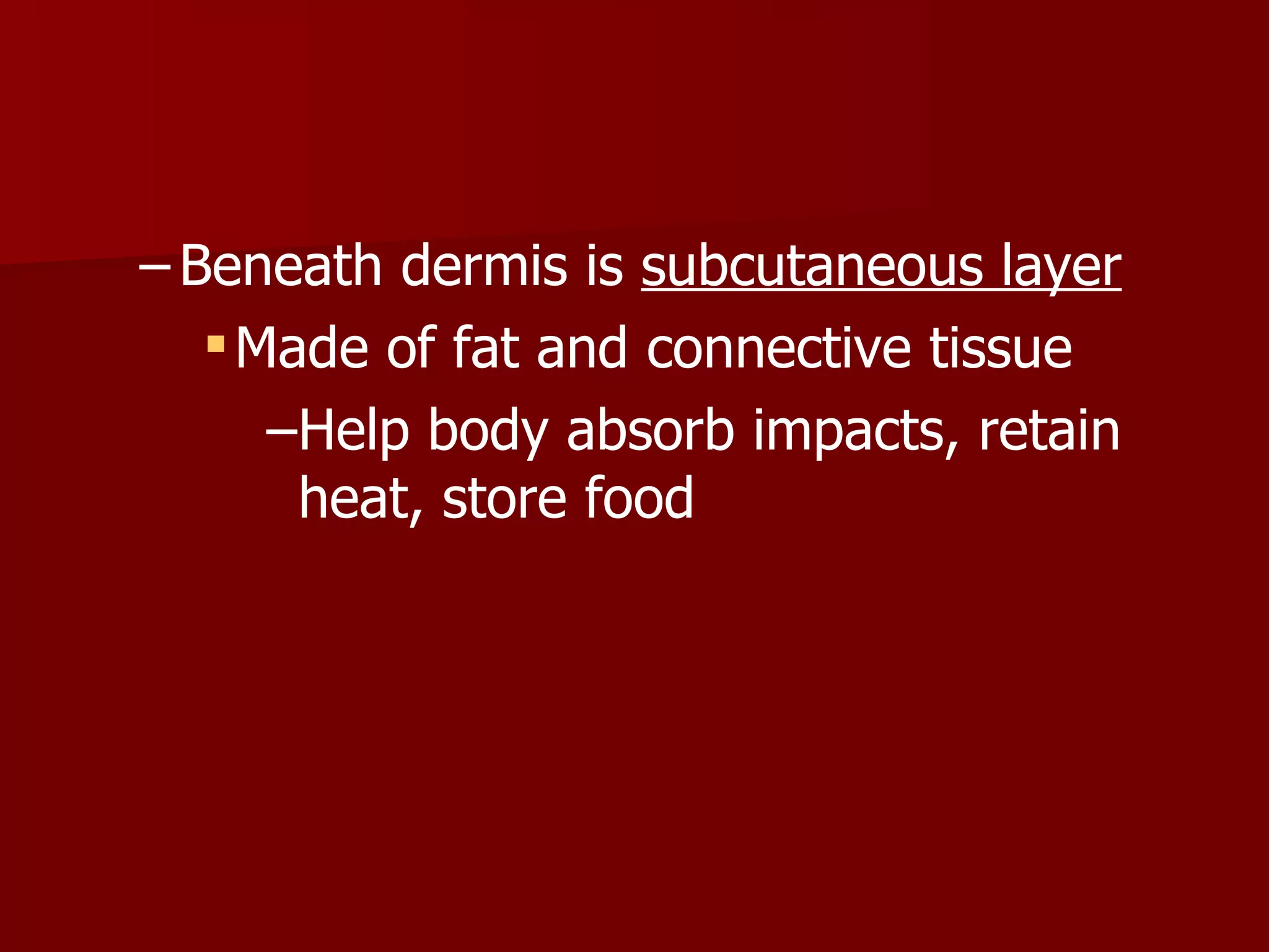 Beneath dermis is  subcutaneous layer Made of fat and connective tissue Help body absorb impacts, retain heat, store food 