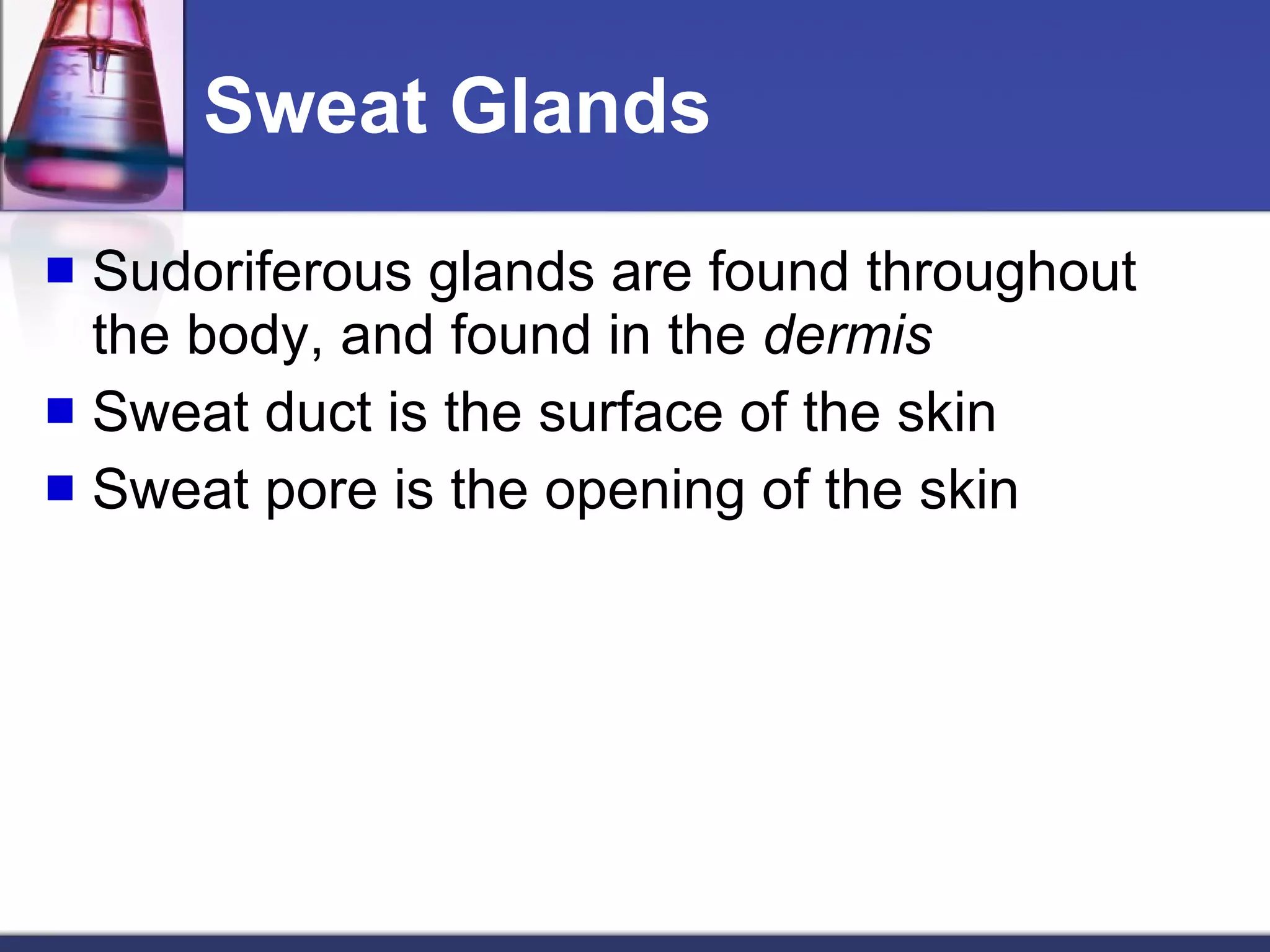 Sweat Glands Sudoriferous glands are found throughout the body, and found in the  dermis Sweat duct is the surface of the skin Sweat pore is the opening of the skin 