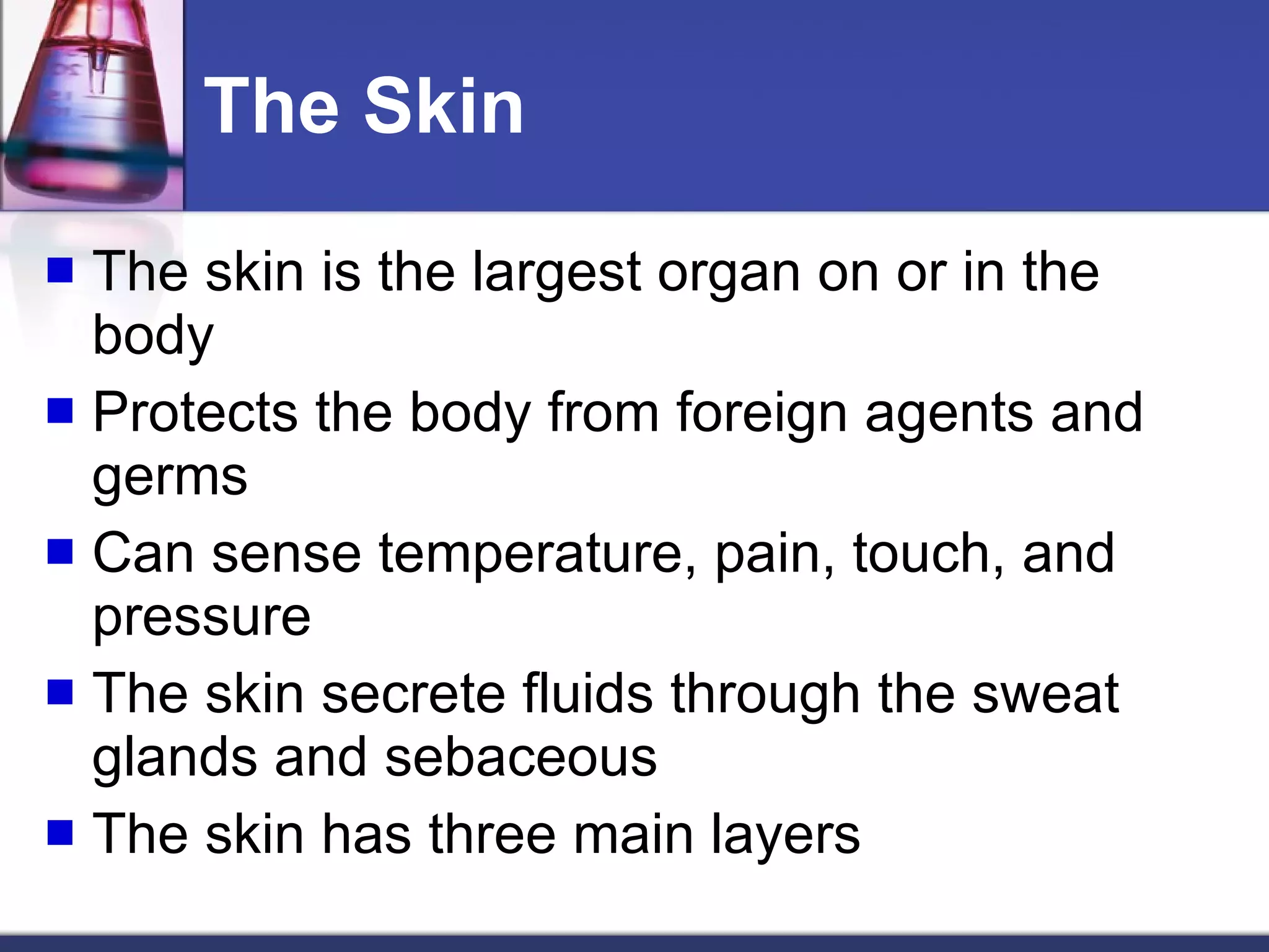 The Skin The skin is the largest organ on or in the body Protects the body from foreign agents and germs Can sense temperature, pain, touch, and pressure The skin secrete fluids through the sweat glands and sebaceous The skin has three main layers 