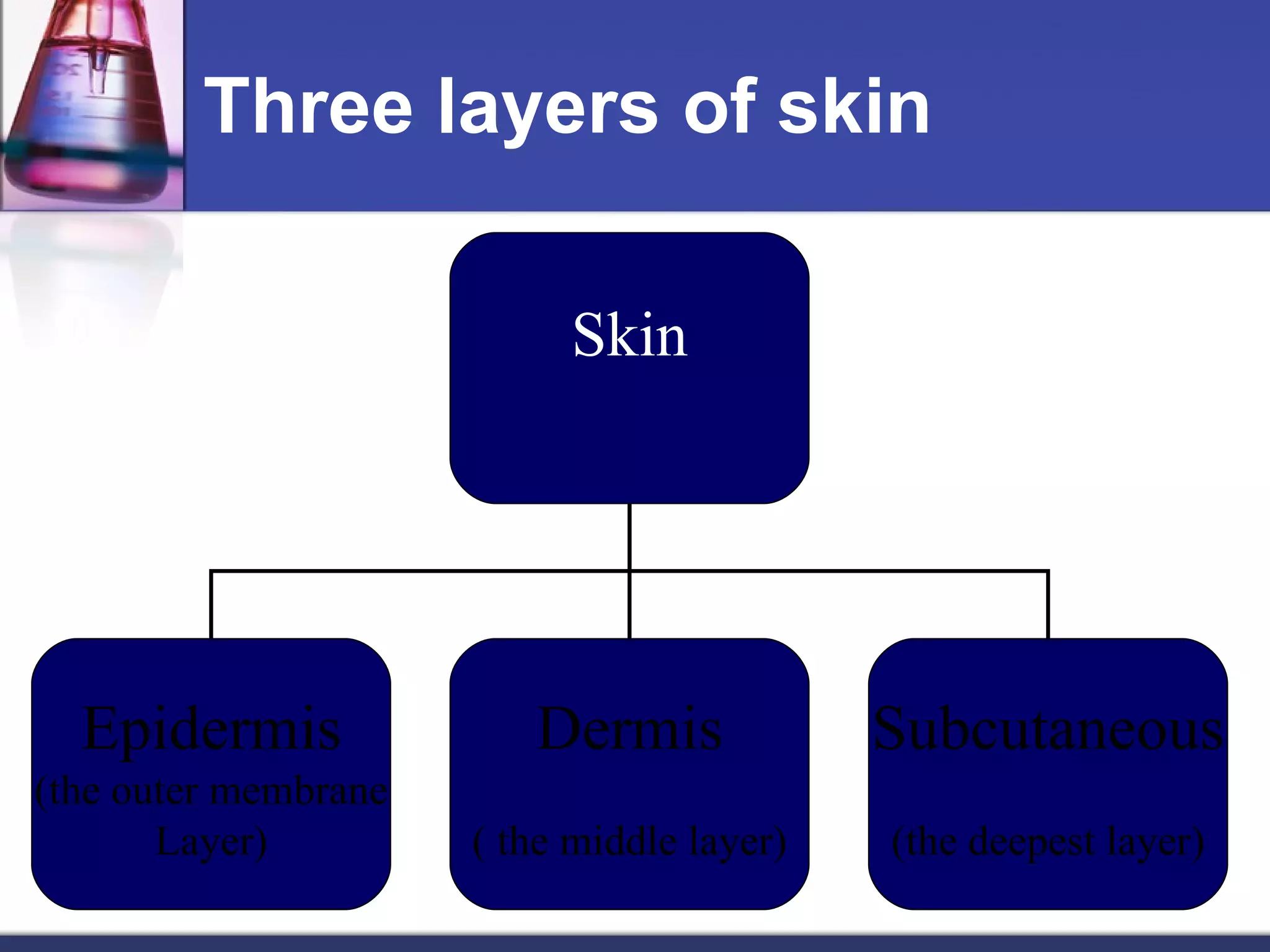 Three layers of skin Skin Epidermis (the outer membrane Layer) Dermis ( the middle layer) Subcutaneous (the deepest layer) 