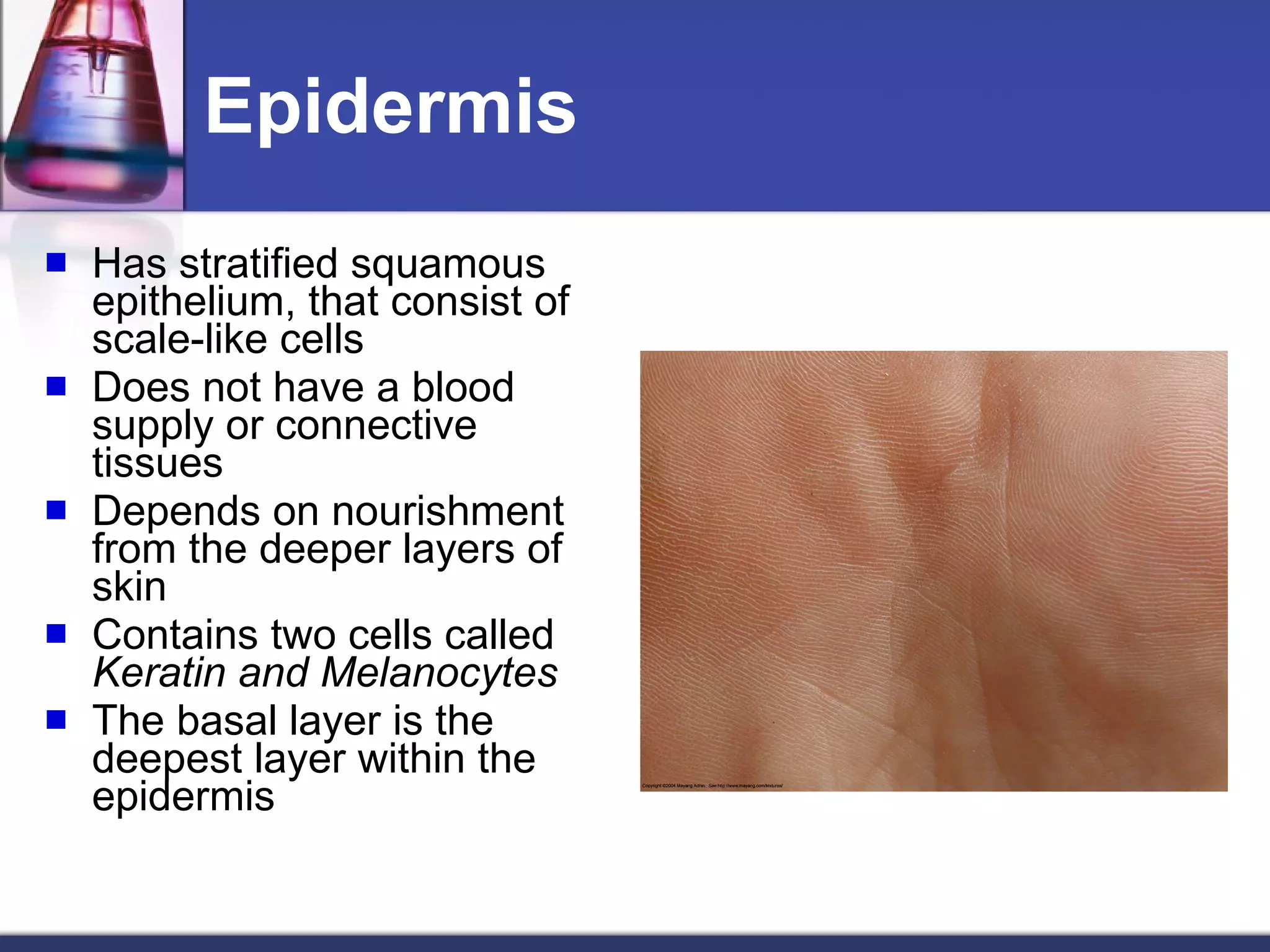 Epidermis Has stratified squamous epithelium, that consist of scale-like cells Does not have a blood supply or connective tissues Depends on nourishment from the deeper layers of skin Contains two cells called  Keratin and Melanocytes The basal layer is the deepest layer within the epidermis 