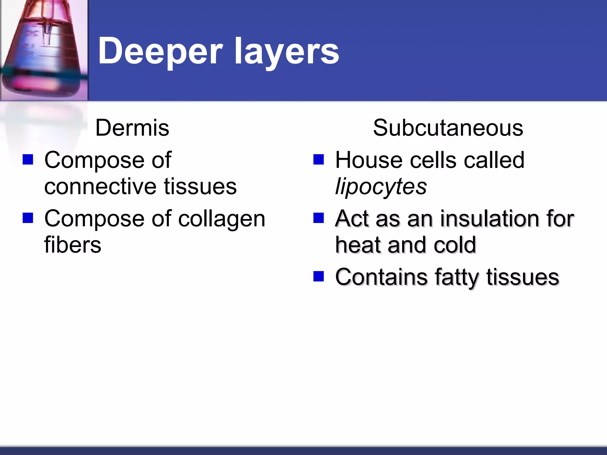 Deeper layers   Dermis Compose of connective tissues Compose of collagen fibers Subcutaneous House cells called  lipocytes Act as an insulation for heat and cold Contains fatty tissues 
