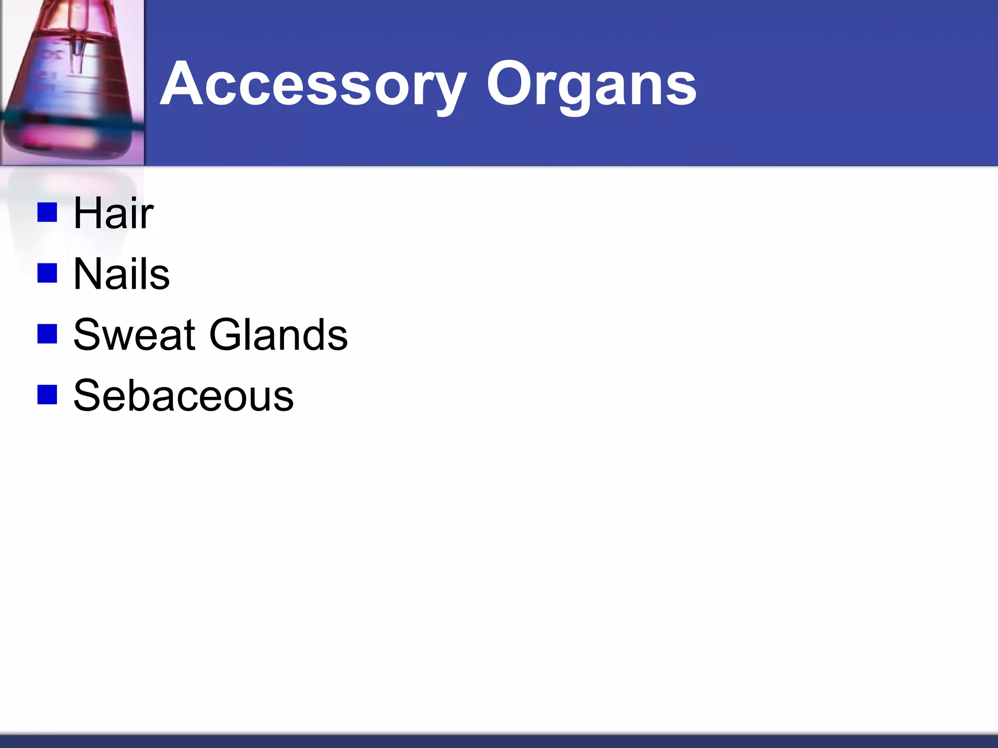 Accessory Organs Hair  Nails Sweat Glands Sebaceous 