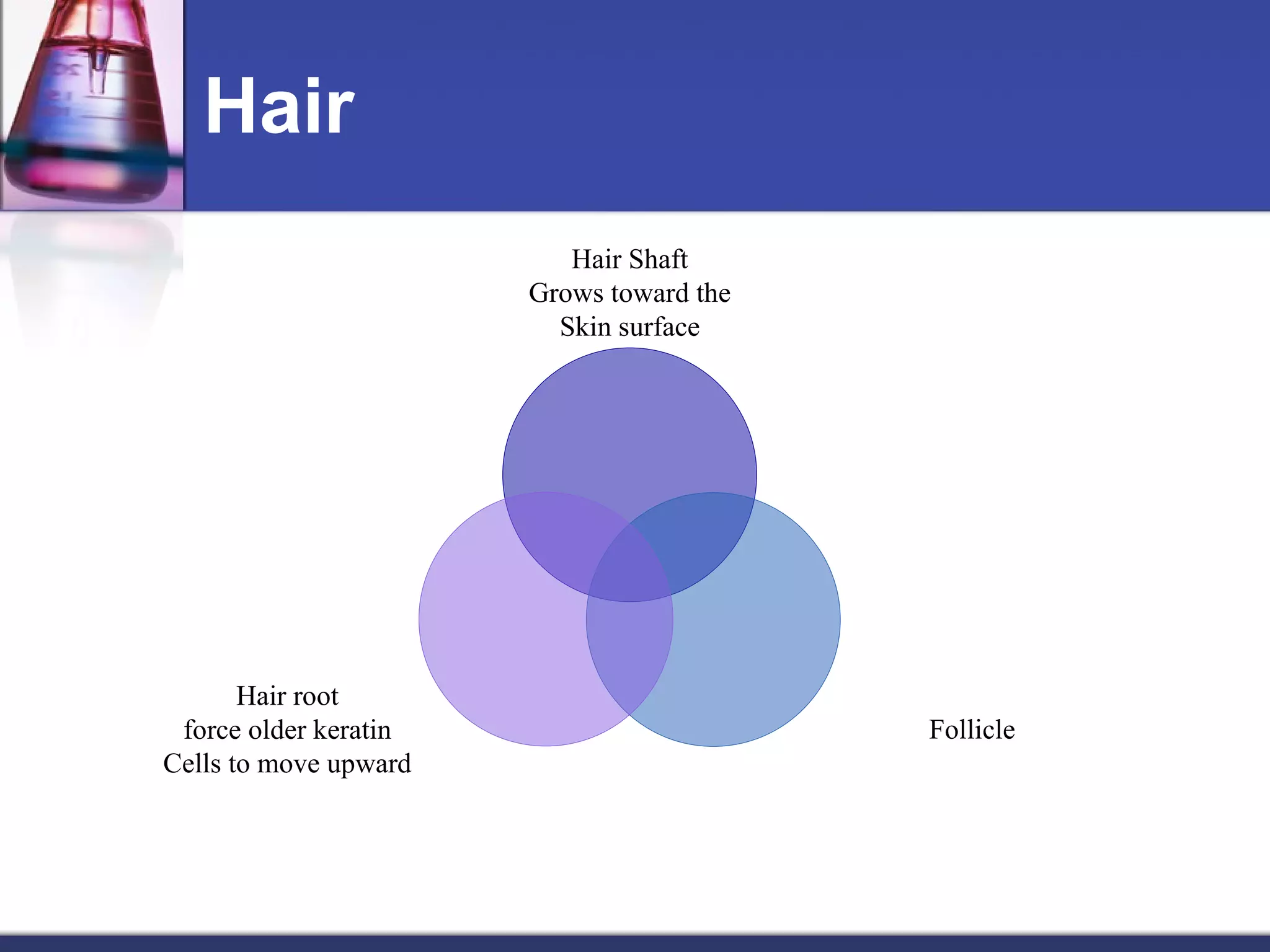 Hair Hair Shaft Grows toward the Skin surface Follicle Hair root force older keratin Cells to move upward 