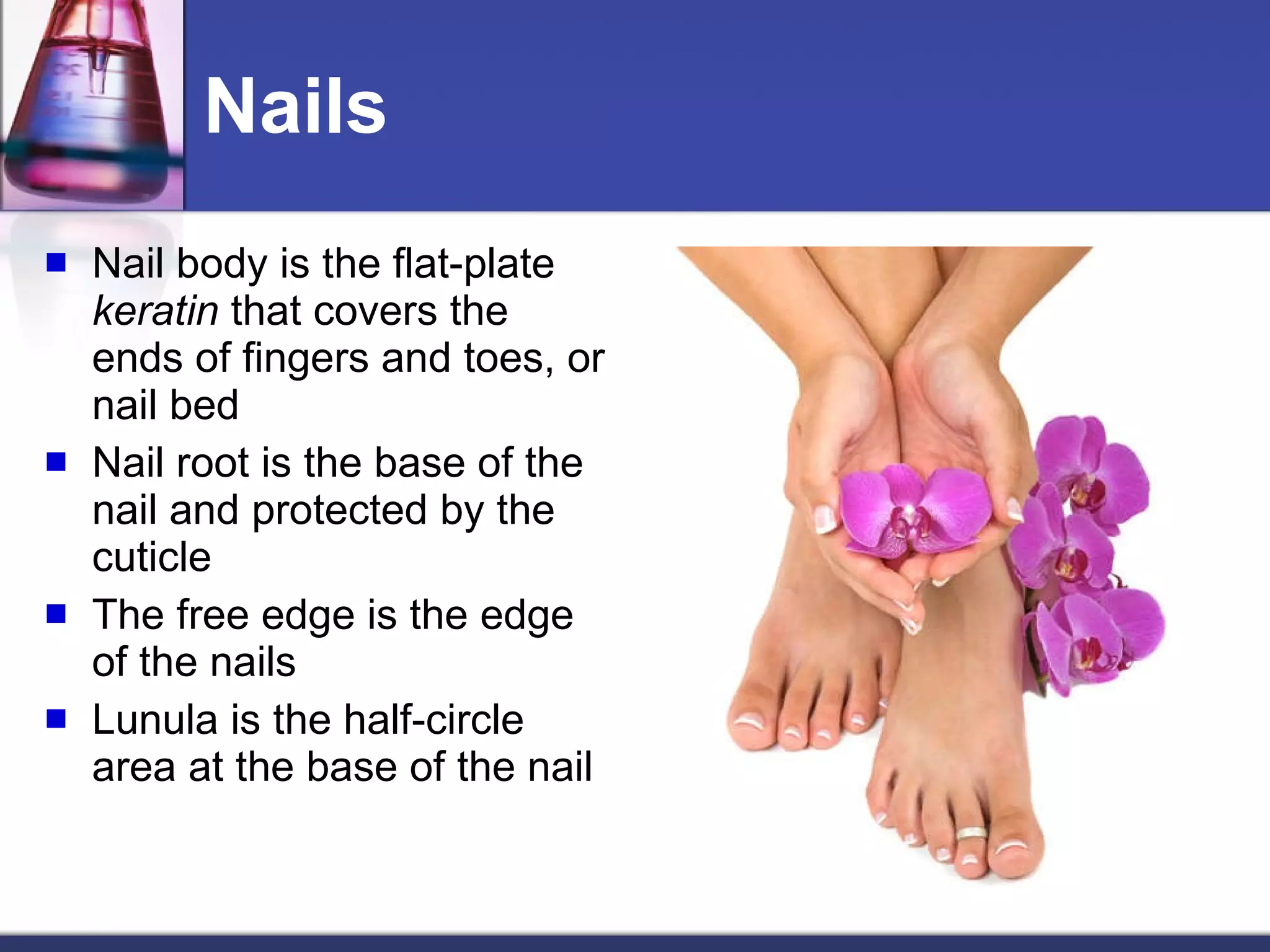 Nails Nail body is the flat-plate  keratin  that covers the ends of fingers and toes, or nail bed Nail root is the base of the nail and protected by the cuticle The free edge is the edge of the nails Lunula is the half-circle area at the base of the nail 