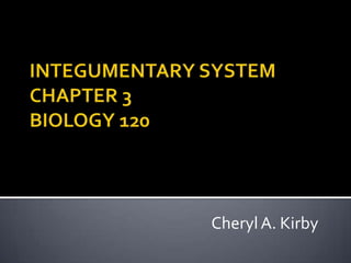 INTEGUMENTARY SYSTEMCHAPTER 3BIOLOGY 120 Cheryl A. Kirby 