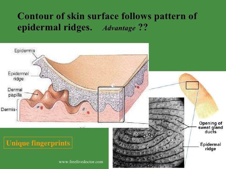 Increased Longitudinal Ridges Epidermal Ridges Model How Are The Epidermal Ridges Formed?