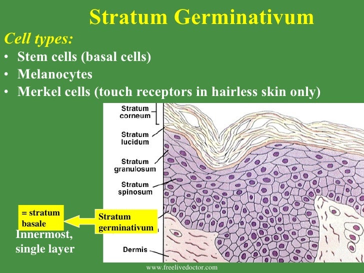 Integumentary System
