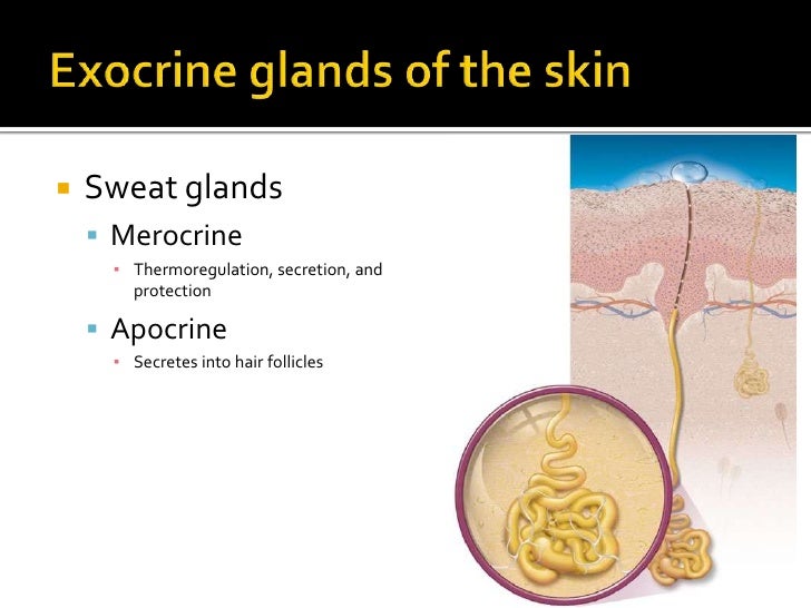 Exocrine Glands Of The Skin 35 Images Difference Between Merocrine And Apocrine Sweat Glands Epithelial Gland Types Endocrine Exocrine Sweat Glands List Of Skin Structures At Charlottesville High School Exocrine Glands Of The Skin 35 Images Difference Between Merocrine And Apocrine Sweat Glands Epithelial Gland Types Endocrine Exocrine Sweat Glands List Of Skin Structures At Charlottesville High School