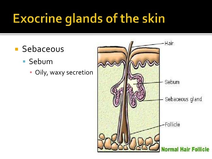 Exocrine Glands Of The Skin 35 Images Difference Between Merocrine And Apocrine Sweat Glands Epithelial Gland Types Endocrine Exocrine Sweat Glands List Of Skin Structures At Charlottesville High School Exocrine Glands Of The Skin 35 Images Difference Between Merocrine And Apocrine Sweat Glands Epithelial Gland Types Endocrine Exocrine Sweat Glands List Of Skin Structures At Charlottesville High School