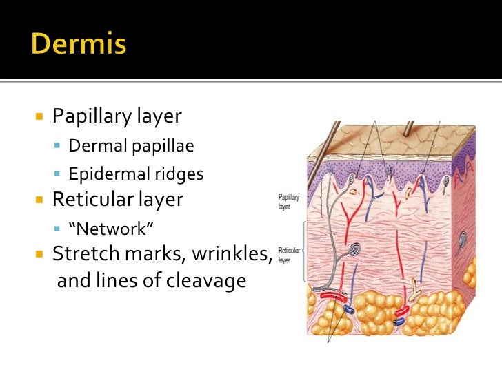 Integumentary system