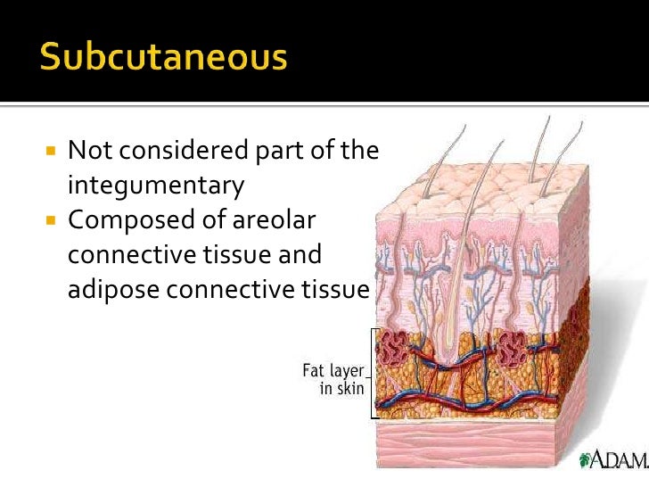 Integumentary system