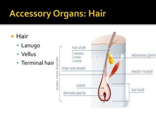 Run horizontally across nail