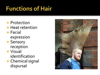 Can be sign of chronic malnutritionAccessory Organs: HairHairLanugoVellusTerminal hair