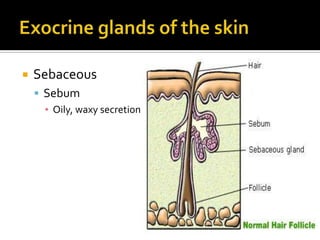 Exocrine glands of the skinSweat glandsMerocrineThermoregulation, secretion, and protectionApocrineSecretes into hair follicles 