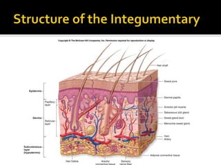Structure of the Integumentary