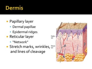 DermisPapillary layerDermal papillaeEpidermal ridgesReticular layer“Network”Stretch marks, wrinkles,     and lines of cleavage