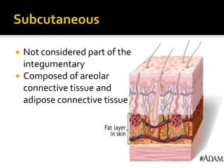 SubcutaneousNot considered part of the integumentaryComposed of areolar connective tissue and adipose connective tissue