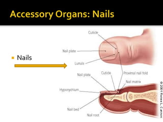 Accessory Organs: NailsNails