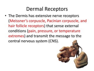 Dermal ReceptorsThe Dermis has extensive nerve receptors (Meissner’s corpuscle, Pacinian corpuscle, and hair follicle receptors) that sense external conditions (pain, pressure, or temperature extremes) and transmit the message to the central nervous system (CNS). 