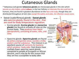 Cutaneous Glands* Sebaceous (oil) glands-Sebaceous glands are microscopic glands in the skin which secrete an oily matter, called sebum, in the hair follicles to lubricate the skin and hair. In humans, they are found in greatest abundance on the face and scalp, though they are distributed throughout all skin sites except the palms and soles. An infection causes acne. Sweat (sudoriferous) glands - Sweat glands are exocrine glands, found in the skin , that are used for body temperature regulation. Eccrine glands -Eccrine glands (or merocrine glands) are found at virtually all sites on the human body.  They produce clear liquid (perspiration), consisting of water, salts, and urea. Apocrine glands- Apocrine glands are found in axillary and genital areas, secrete a milky protein and fat substance.  This mixture is an excellent source of nutrients for bacteria which produce  body odor. East Asians have multiply fewer apocrine sweat glands compared to people of European or African descent, and it may be for this reason that they are less susceptible to body odor.