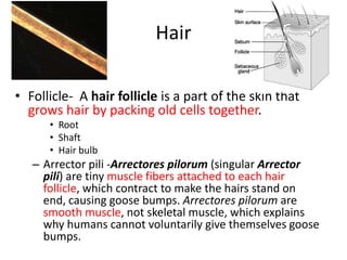 HairFollicle-  A hair follicle is a part of the skin that grows hair by packing old cells together.RootShaftHair bulbArrectorpili -Arrectorespilorum (singular Arrectorpili) are tiny muscle fibers attached to each hair follicle, which contract to make the hairs stand on end, causing goose bumps.Arrectorespilorum are smooth muscle, not skeletal muscle, which explains why humans cannot voluntarily give themselves goose bumps.