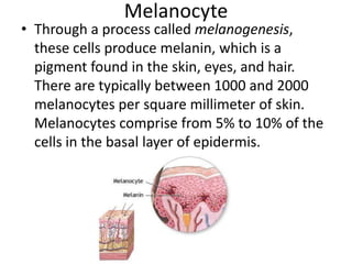MelanocyteThrough a process called melanogenesis, these cells produce melanin, which is a pigment found in the skin, eyes, and hair. There are typically between 1000 and 2000 melanocytes per square millimeter of skin. Melanocytes comprise from 5% to 10% of the cells in the basal layer of epidermis. 