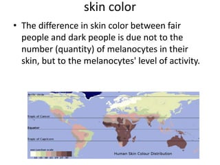 skin colorThe difference in skin color between fair people and dark people is due not to the number (quantity) of melanocytes in their skin, but to the melanocytes' level of activity. 
