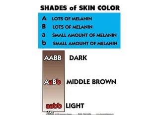 Shades skin color