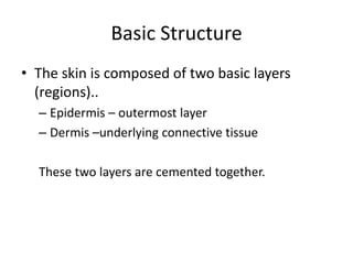 Basic StructureThe skin is composed of two basic layers (regions)..Epidermis – outermost layerDermis –underlying connective tissueThese two layers are cemented together. 