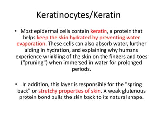 Keratinocytes/KeratinMost epidermal cells contain keratin, a protein that helps keep the skin hydrated by preventing water evaporation. These cells can also absorb water, further aiding in hydration, and explaining why humans experience wrinkling of the skin on the fingers and toes ("pruning") when immersed in water for prolonged periods. In addition, this layer is responsible for the "spring back" or stretchy properties of skin. A weak glutenous protein bond pulls the skin back to its natural shape.