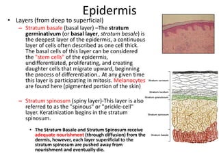 EpidermisLayers (from deep to superficial)Stratum basale(basal layer) –The stratum germinativum (or basal layer, stratum basale) is the deepest layer of the epidermis, a continuous layer of cells often described as one cell thick. The basal cells of this layer can be considered the "stem cells" of the epidermis, undifferentiated, proliferating, and creating daughter cells that migrate upward, beginning the process of differentiation.. At any given time this layer is participating in mitosis. Melanocytes are found here (pigmented portion of the skin) Stratum spinosum(spiny layer)-This layer is also referred to as the "spinous" or "prickle-cell" layer. Keratinization begins in the stratum spinosum.The Stratum Basale and Stratum Spinosum receive adequate nourishment (through diffusion) from the dermis, however, each layer superificial to the stratum spinosum are pushed away from nourishment and eventually die. 
