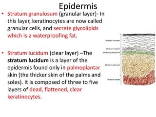 EpidermisStratum granulosum(granular layer)- In this layer, keratinocytes are now called granular cells, and secrete glycolipids which is a waterproofing fat.