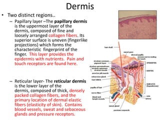 DermisTwo distinct regions..Papillary layer –The papillary dermis is the uppermost layer of the dermis, composed of fine and loosely arranged collagen fibers. Its superior surface is uneven (fingerlike projections) which forms the characteristic  fingerprint of the finger.  This layer provides the epidermis with nutrients.  Pain and touch receptors are found here.Reticular layer- The reticular dermis is the lower layer of the dermis, composed of thick, densely packed collagen fibers, and the primary location of dermal elastic fibers (elasticity of skin).  Contains blood vessels, sweat and sebaceous glands and pressure receptors. 