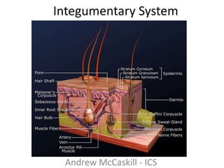 Integumentary System  Andrew McCaskill - ICS 