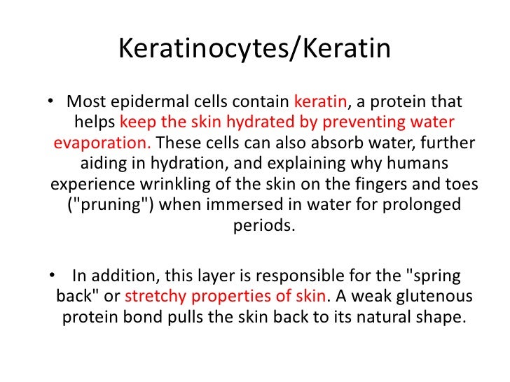 Integumentary system