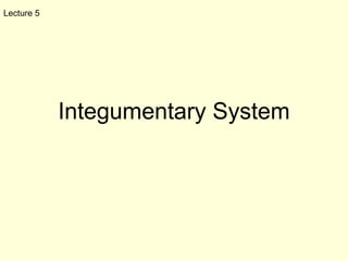 Lecture 5 Integumentary System 