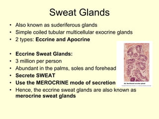 Sweat Glands Also known as suderiferous glands Simple coiled tubular multicellular exocrine glands 2 types:  Eccrine and Apocrine Eccrine Sweat Glands: 3 million per person Abundant in the palms, soles and forehead Secrete SWEAT Use the MEROCRINE mode of secretion Hence, the eccrine sweat glands are also known as  merocrine sweat glands 